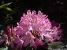 07Rhododendron100608_01.JPG