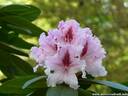 09Rhododendron240409.JPG
