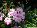 12Rhododendron200509.JPG