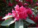13Rhododendron200509.JPG
