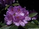 19Rhododendron200509.JPG
