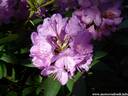 21Rhododendron200509.JPG