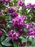 24Rhododendron200509.JPG