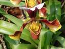 01Orchidee060409.JPG