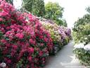 01Rhododendron200509.JPG
