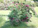 01Rosen100608.JPG