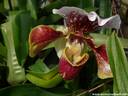 02Orchidee060409.JPG