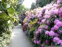 02Rhododendron200509.JPG