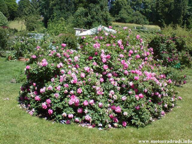 02Rosen100608.JPG