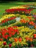 02Tulpen240409.JPG