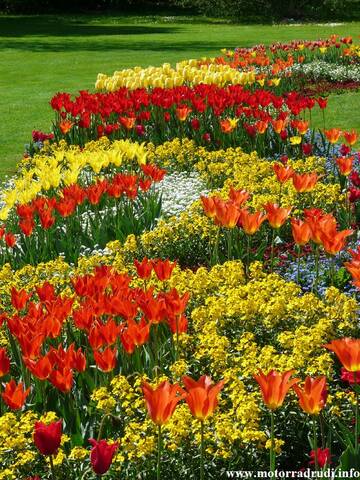 02Tulpen240409.JPG