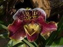 03Orchidee060409.JPG