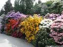 03Rhododendron200509.JPG