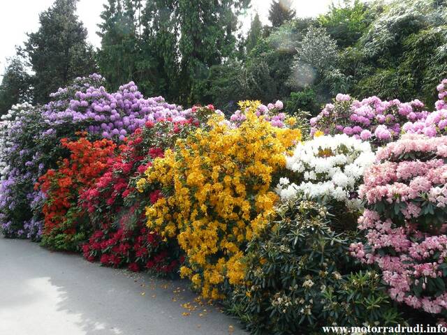 03Rhododendron200509.JPG