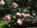 03Rosen100608.JPG