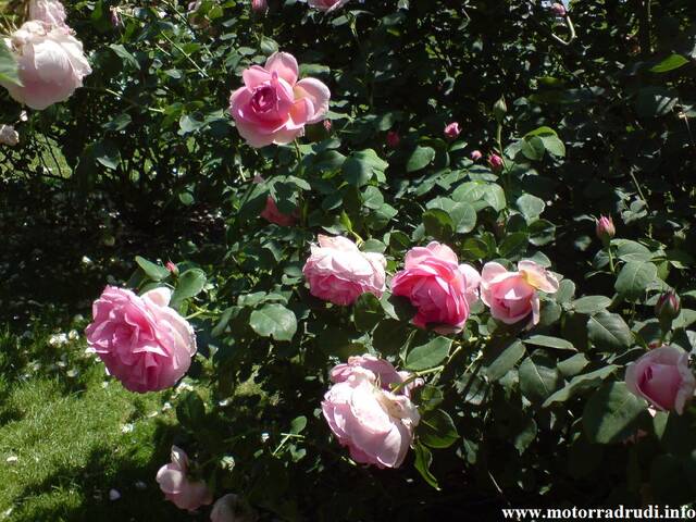 03Rosen100608.JPG