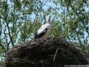 03Storch200509.JPG