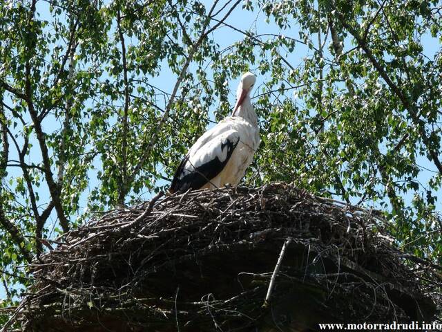 03Storch200509.JPG