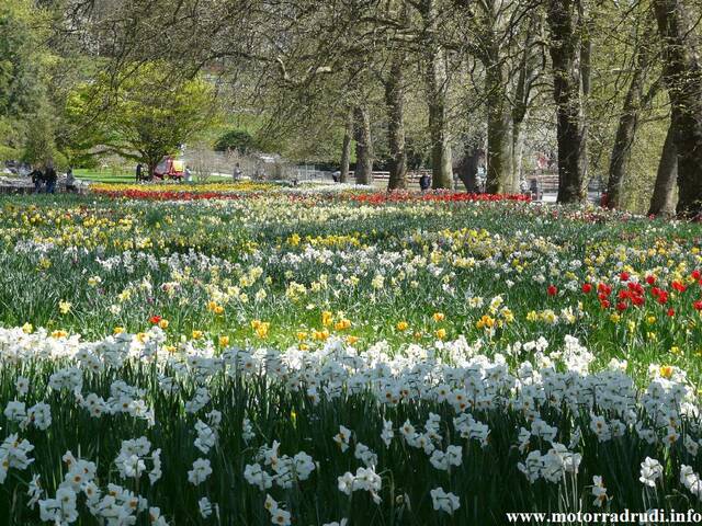 03Tulpen240409.JPG