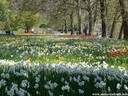 03Tulpen240409.JPG