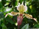 04Orchidee060409.JPG