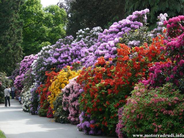 04Rhododendron200509.JPG