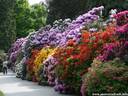 04Rhododendron200509.JPG