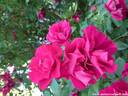 04Rosen100608.JPG