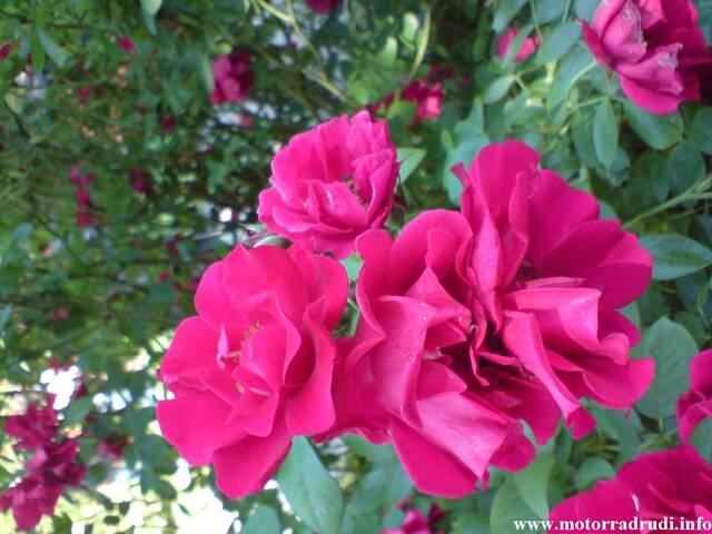 04Rosen100608.JPG