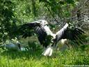 04Storch200509.JPG