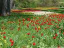 04Tulpen240409.JPG