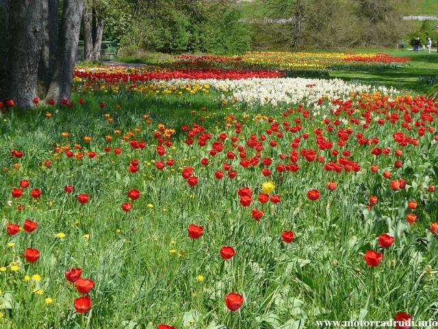 04Tulpen240409.JPG
