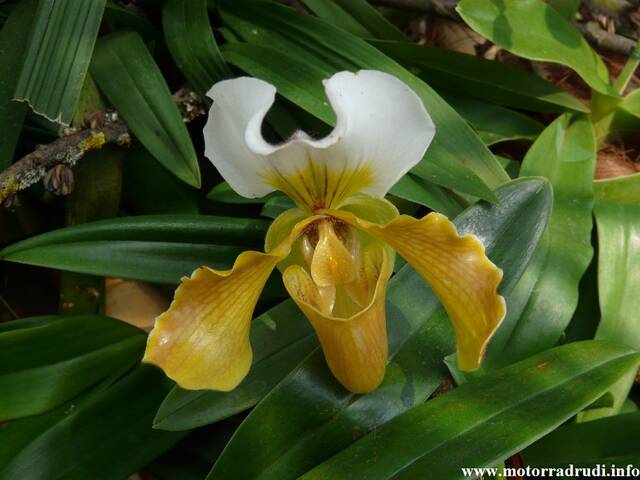 05Orchidee060409.JPG