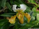 05Orchidee060409.JPG