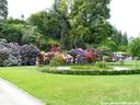 05Rhododendron200509.JPG