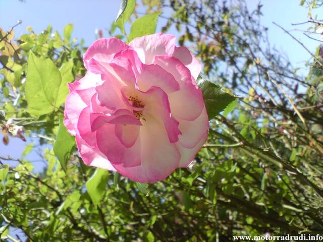 05Rose100608.JPG