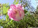 05Rose100608.JPG