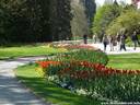 05Tulpen240409.JPG