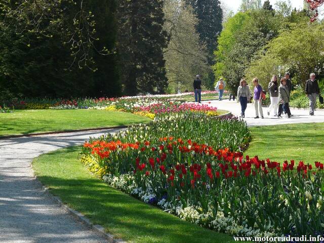 05Tulpen240409.JPG