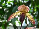 06Orchidee240409.JPG