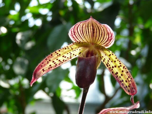 06Orchidee240409.JPG