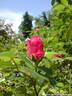 06Rose100608.JPG