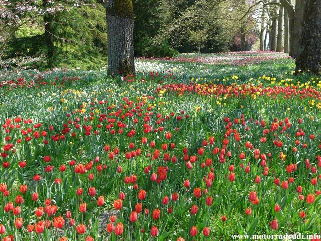 06Tulpen240409.JPG