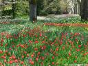 06Tulpen240409.JPG
