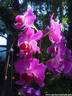 07Orchidee170407.JPG