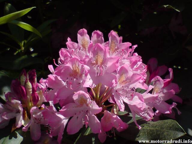 07Rhododendron100608.JPG