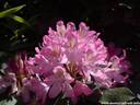07Rhododendron100608.JPG