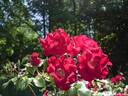 07Rosen100608.JPG