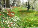07Tulpen240409.JPG