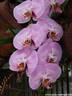 08Orchidee060409.JPG